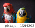 2羽のオウム 1394202