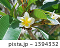 プルメリア 1394332