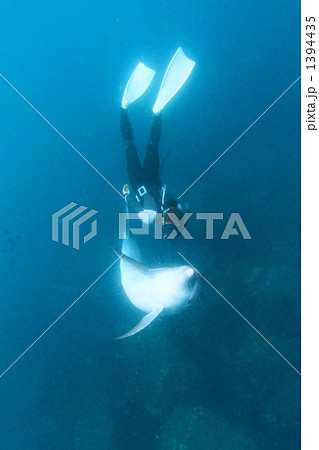 イルカと泳ぐ女性 イルカと泳ぐ女性 1394435