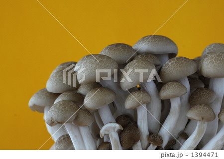 しめじ 1394471