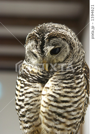 神戸花鳥園アフリカヒナフクロウ 神戸花鳥園アフリカヒナフクロウ 1394621