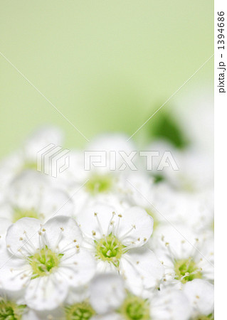 こでまり-16 1394686