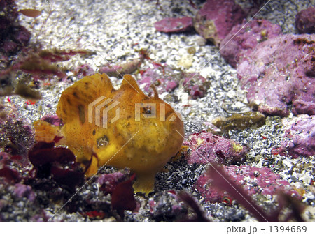 イロカエルアンコウ イロカエルアンコウ 1394689