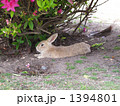 野生のウサギとツツジ 1394801