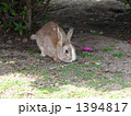 野生のウサギ 1394817