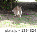 野生のウサギ 1394824