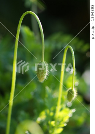 芥子坊主ふたつ 芥子坊主ふたつ 1394898