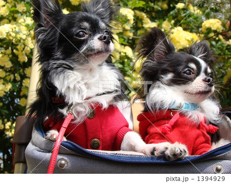 チップとおもち 1394929