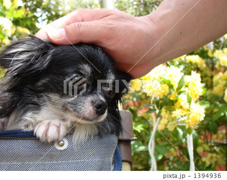 チップ チップ 1394936