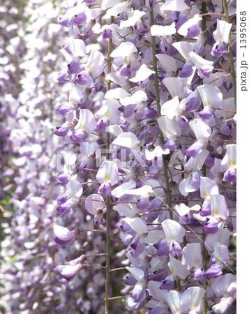 藤の花 1395068