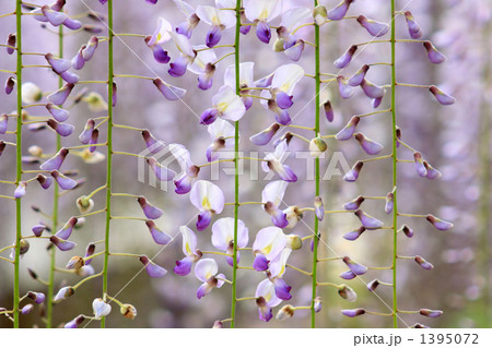 藤の花 1395072