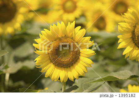 ヒマワリ畑 ヒマワリ畑 1395182