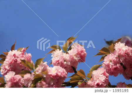 華やかな八重桜と青空 1395195
