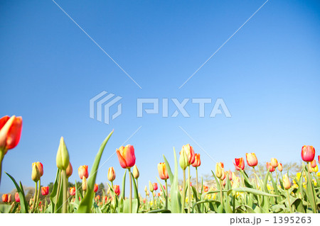 チューリップ畑 1395263