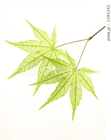 ヤマモミジ‘鴫立沢’ 1395342