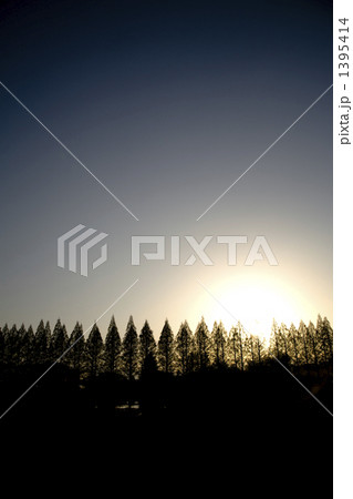 新緑のメタセコイア 1395414