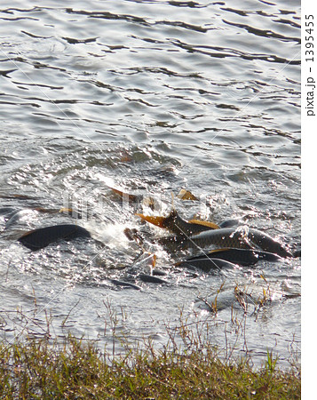 鯉の産卵 1395455