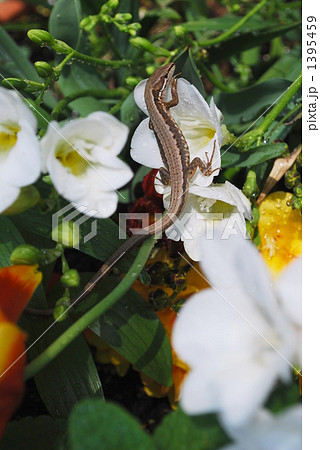 花と金蛇 1395459