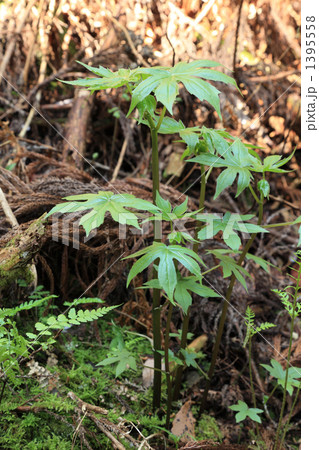 シドケ（モミジガサ） 1395558