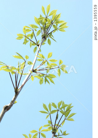 採り頃のコシアブラ 1395559