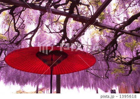 藤棚 藤棚 1395618