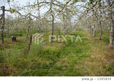 リンゴ畑の中の養蜂巣箱 リンゴ畑の中の養蜂巣箱 1395834