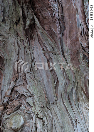 樹皮 1395948