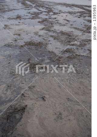 汚い沼の水面。 1395963