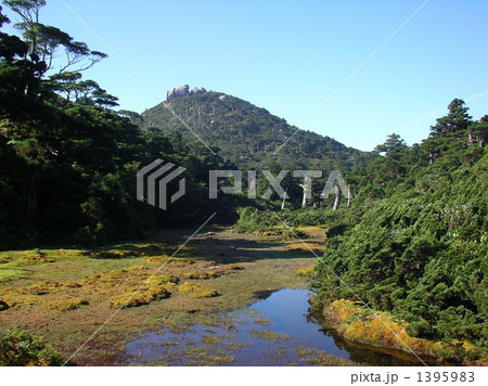 屋久島小花之江河 屋久島小花之江河 1395983