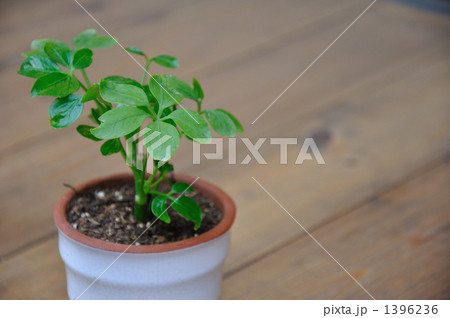 小さな観葉植物 1396236