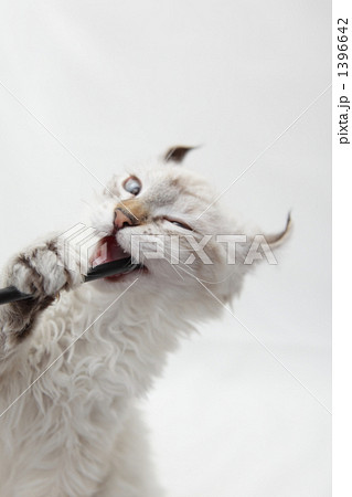 噛みつく猫 1396642