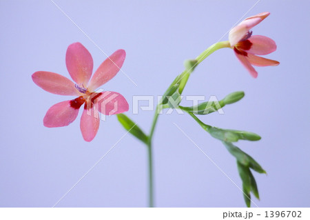 ヒメヒオウギアヤメ ヒメヒオウギアヤメ 1396702