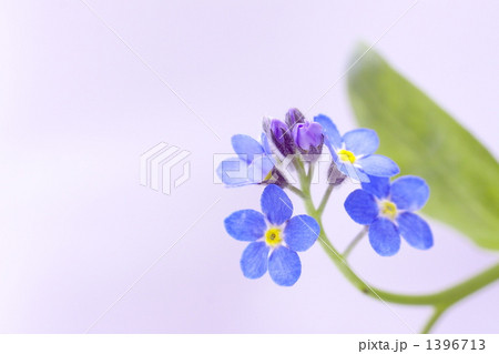 ワスレナグサ 1396713