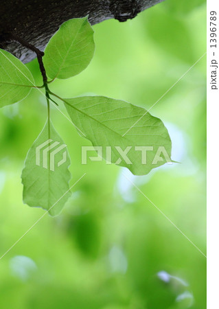 森林の新緑 1396789