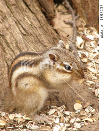 夢中 ~エゾシマリス~ 夢中 ~エゾシマリス~ 1397157