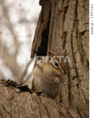 エゾシマリスとカツラの木 1397161