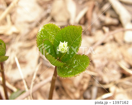 ヒトリシズカ 1397162