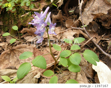 エゾエンゴサク（紫花） 1397167