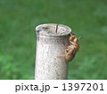 夏の風景 1397201