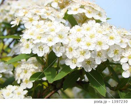 コデマリ 1397230