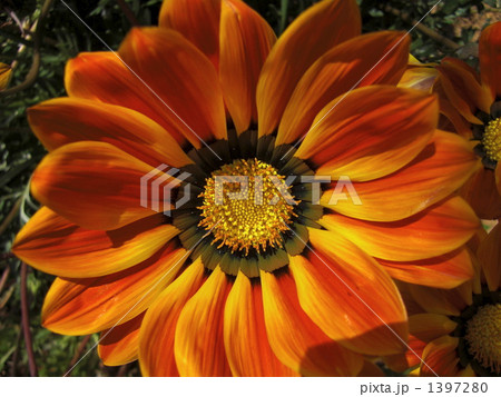 ガザニア 1397280