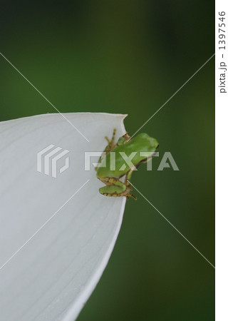 蓮の花びらとアマガエル 1397546