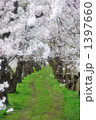 桜のトンネル 1397660