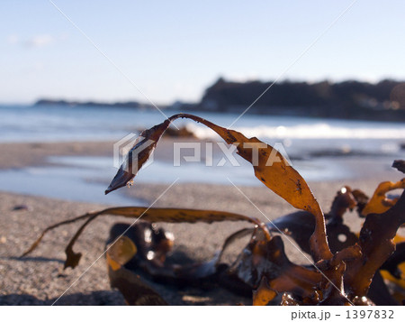 浜辺の昆布 浜辺の昆布 1397832