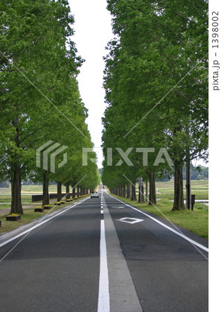 メタセコイアの並木道 1398002