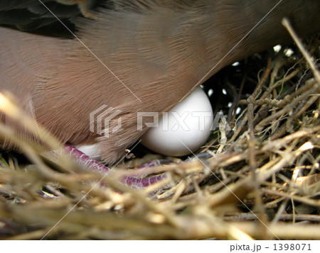 愛しい卵を温める鳩の写真素材