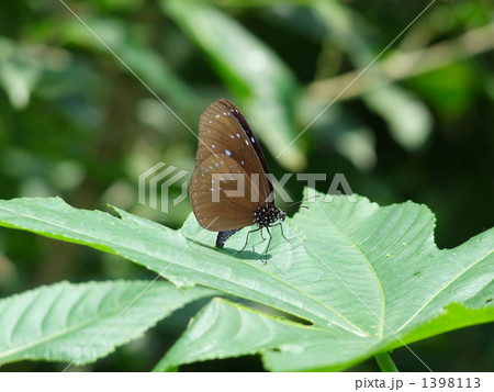 ツマムラサキマダラの産卵 1398113