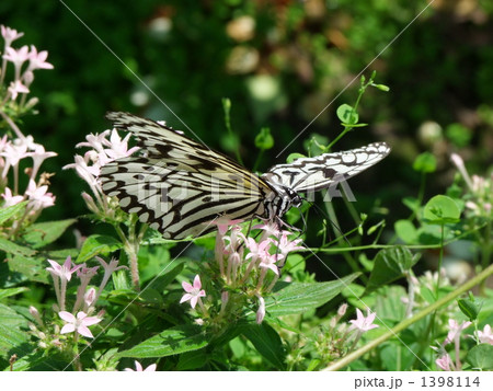 日本最大の蝶オオゴマダラ 1398114