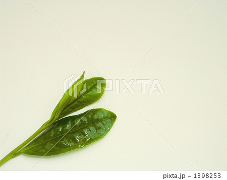 生・茶葉 1398253