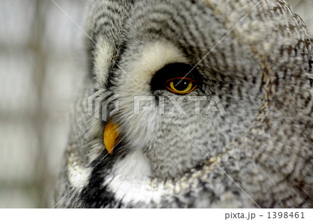フクロウのアップ 1398461